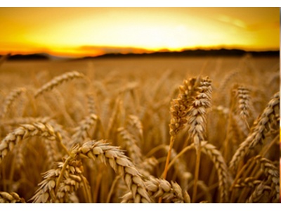 podproduct-agriculture